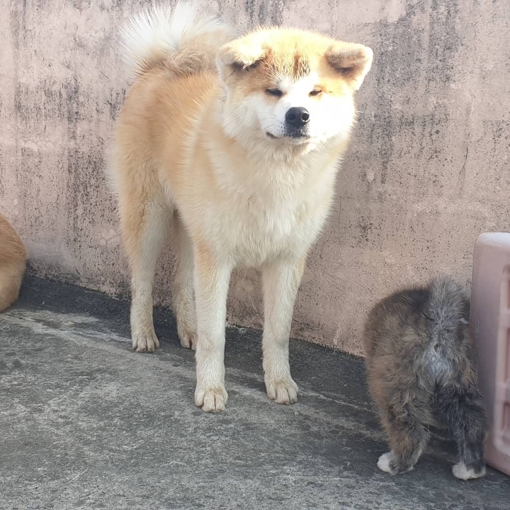 아키타 이미지
