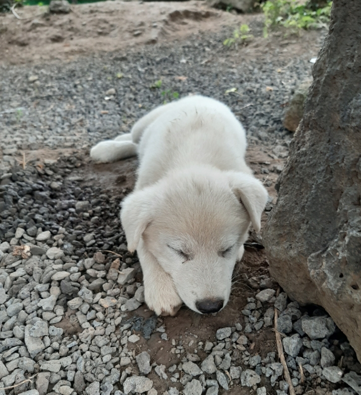 꽃님이네 이미지