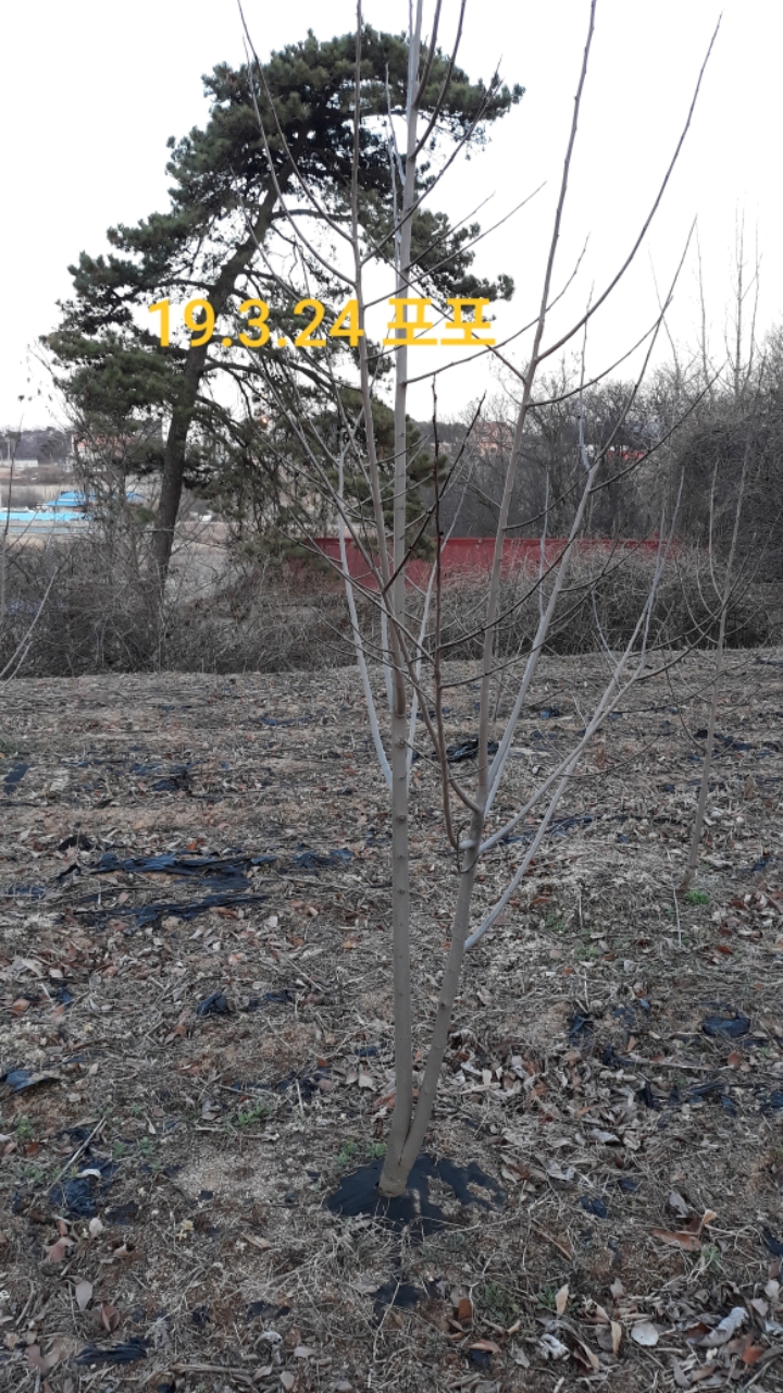 체리포포 이미지