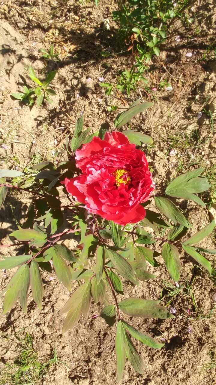 목단꽃이피었습니다. 이미지