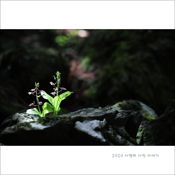 나리수선 이미지