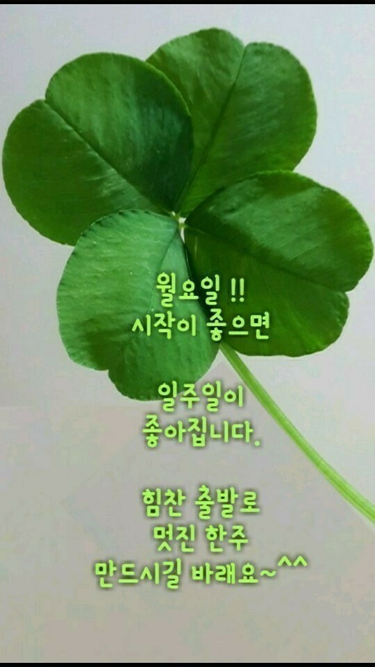 가목 이미지