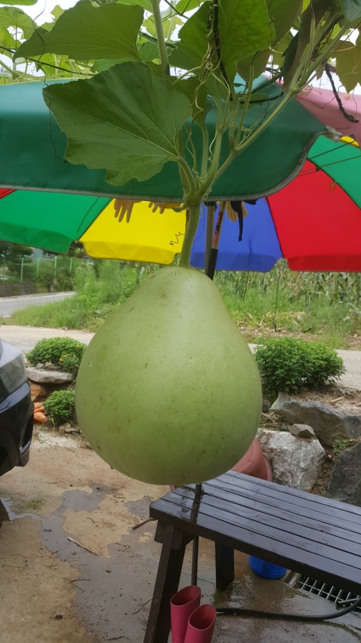 박 이미지