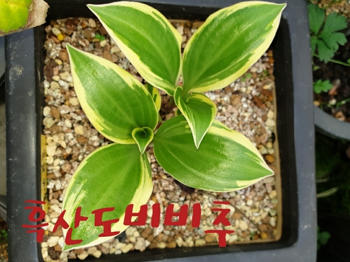 황금국수 이미지