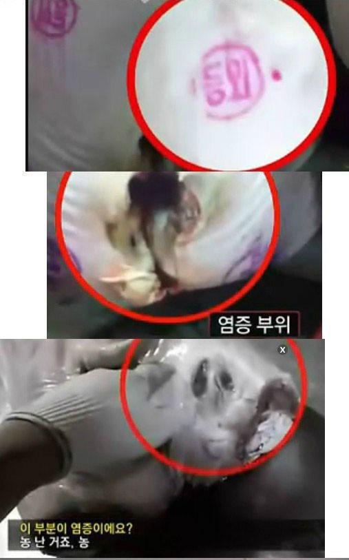 통돼지네 이미지