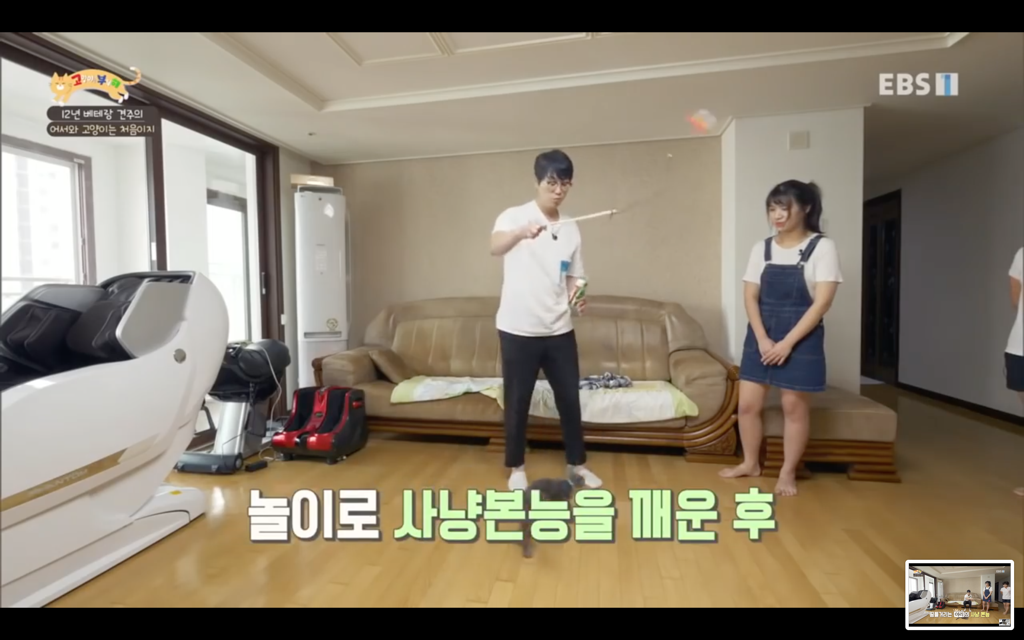 [고양이를부탁해] 고양이도 놀아줘야 할까? | 인스티즈