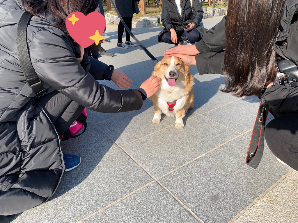부산에서 팬미팅 한 강아지 | 인스티즈