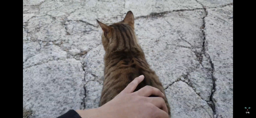 간식 먹기 전이랑 후가 너무 다른 고양이.. 냥성ㄷㄷㄷ | 인스티즈