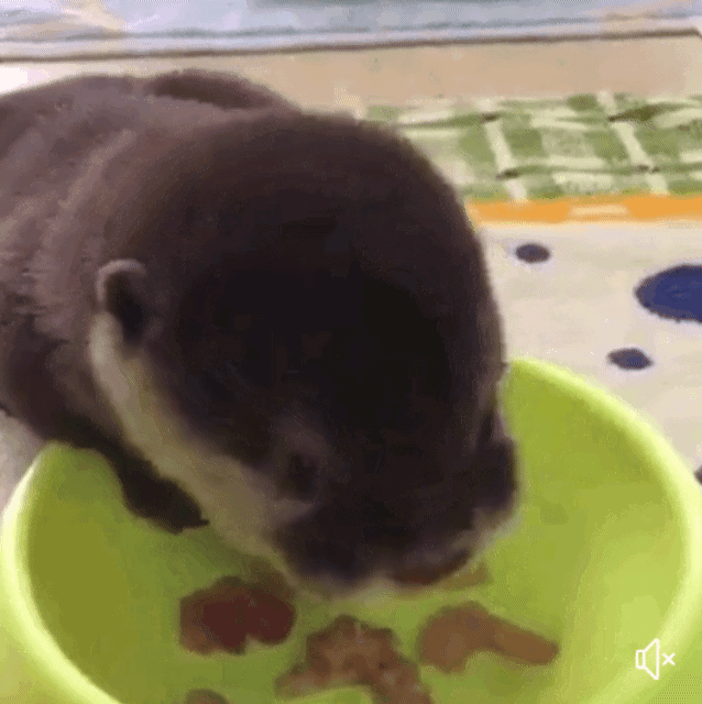 수달과 해달 구분법.jpg | 인스티즈