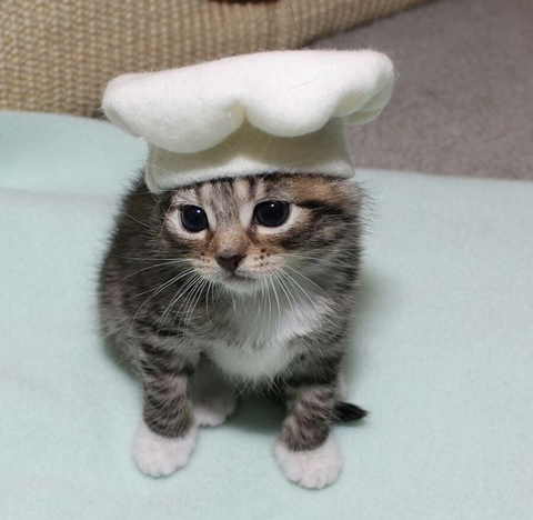 할로윈 코스튬 한 야옹이들 | 인스티즈