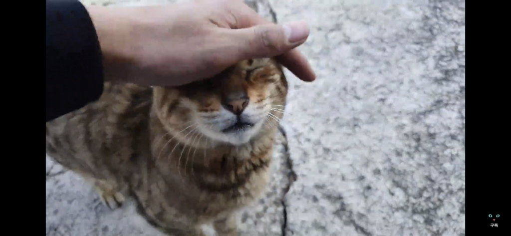 간식 먹기 전이랑 후가 너무 다른 고양이.. 냥성ㄷㄷㄷ | 인스티즈