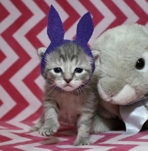 할로윈 코스튬 한 야옹이들 | 인스티즈