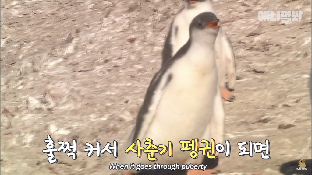 서로 첫눈에 반하면 맞절하는 펭귄.jpgif | 인스티즈
