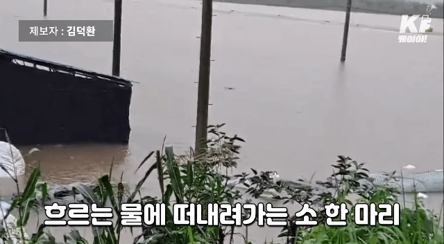 축사에서 물에 떠내려가는 소 같이 구하는 시민들 | 인스티즈