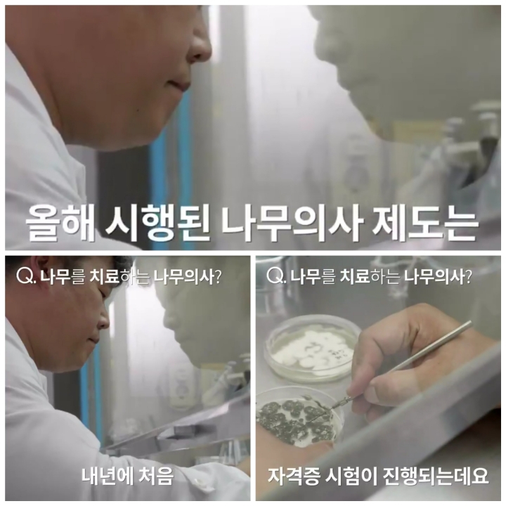 [어떤일하세요?] 나무의사 | 인스티즈