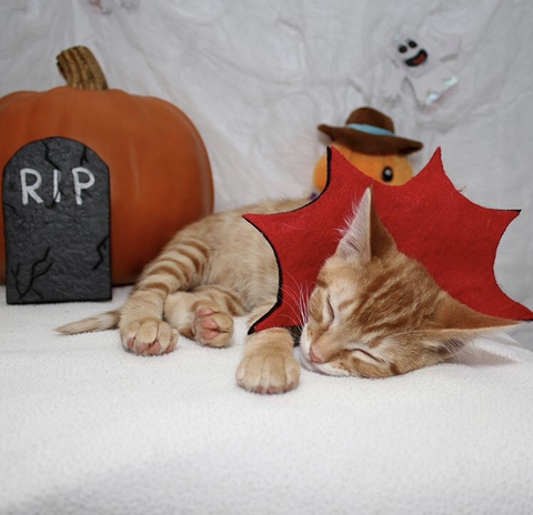 할로윈 코스튬 한 야옹이들 | 인스티즈