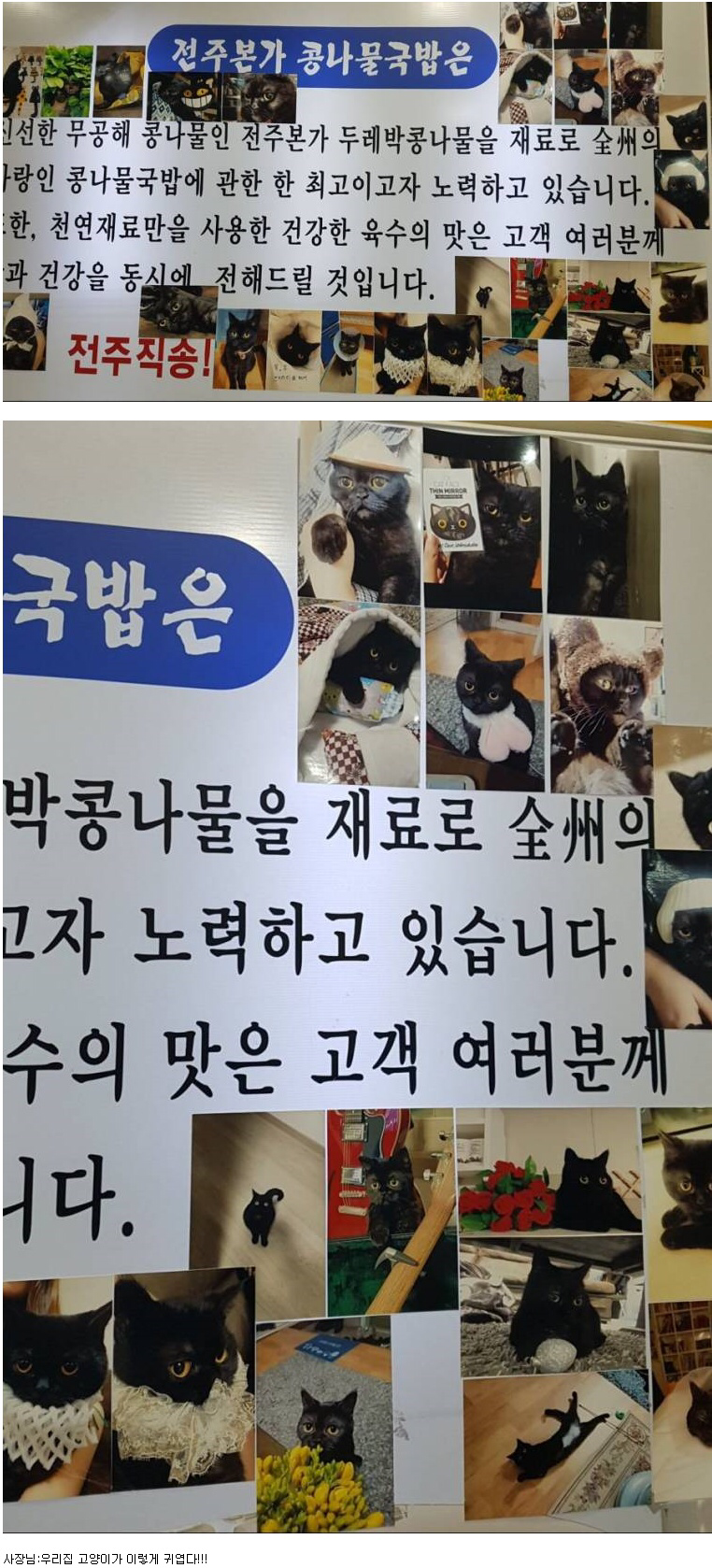 우리집 고양이도 보세요 | 인스티즈
