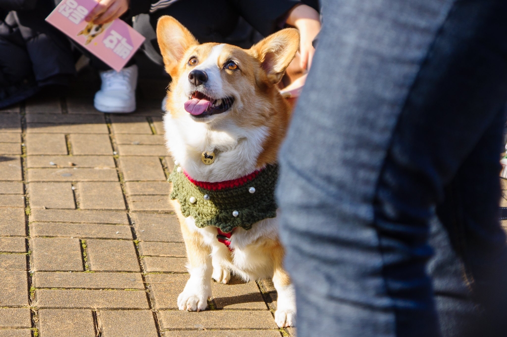 부산에서 팬미팅 한 강아지 | 인스티즈