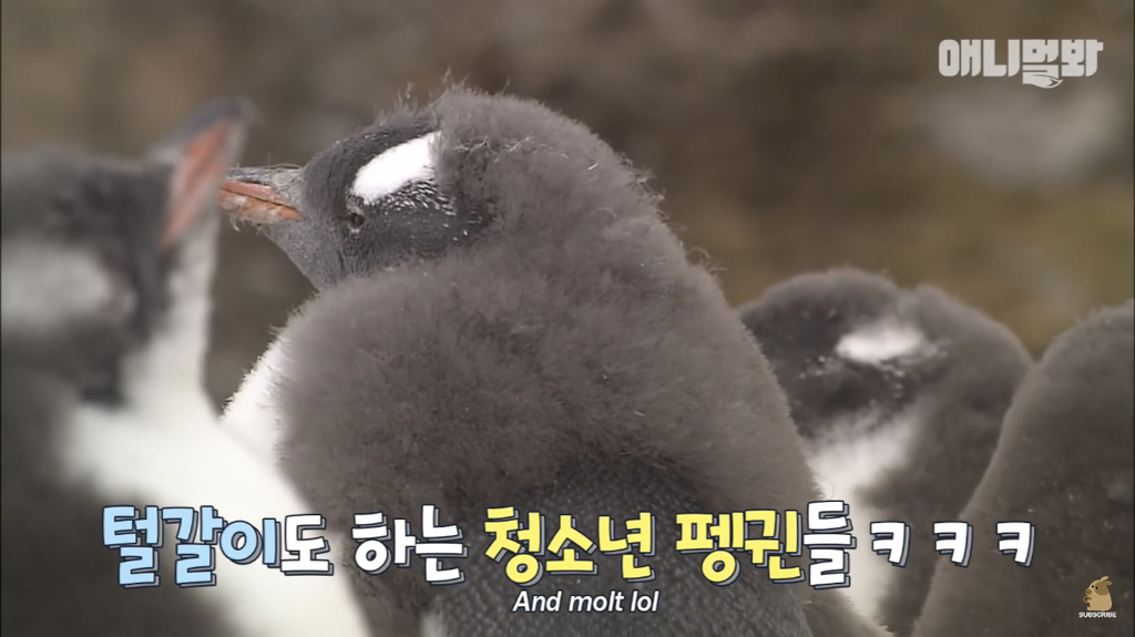 서로 첫눈에 반하면 맞절하는 펭귄.jpgif | 인스티즈