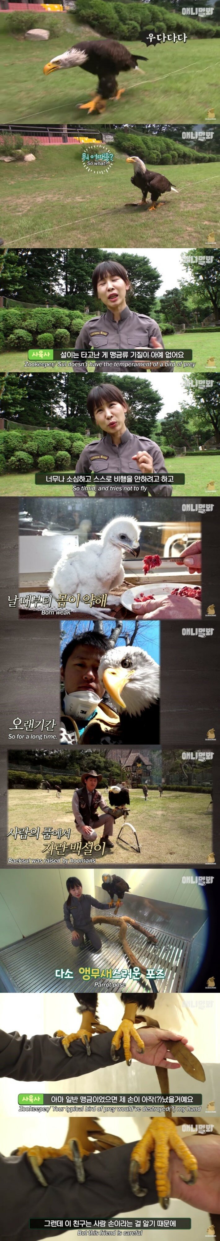 사람 손에 자란 독수리 | 인스티즈