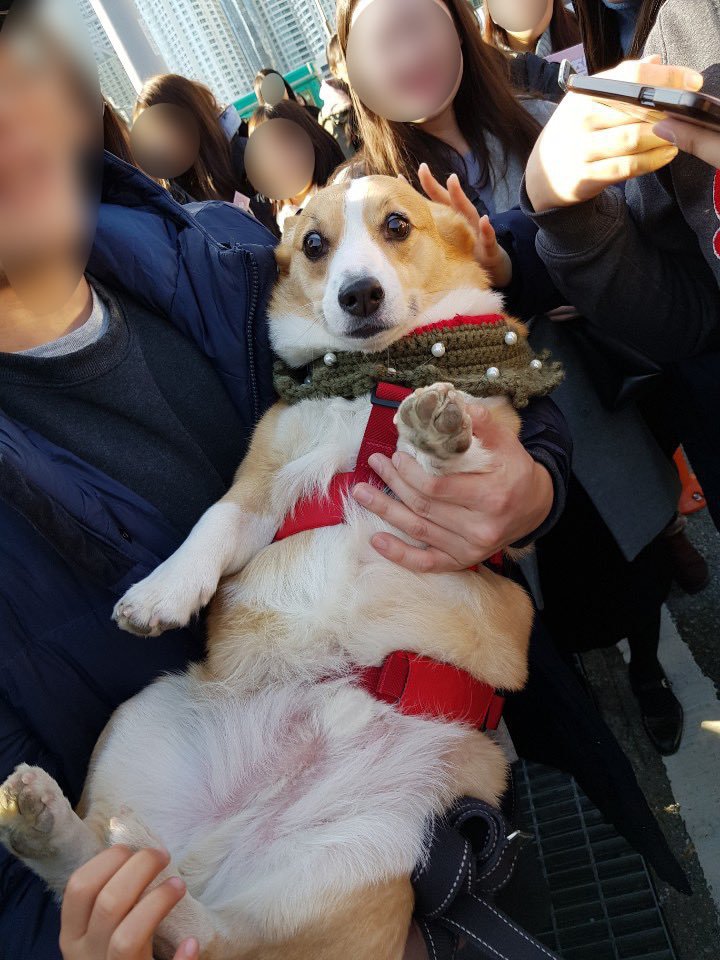 부산에서 팬미팅 한 강아지 | 인스티즈