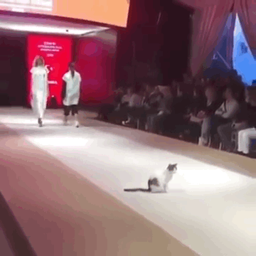완벽한 캣워크를 보여준 런웨이 고양이.gif | 인스티즈