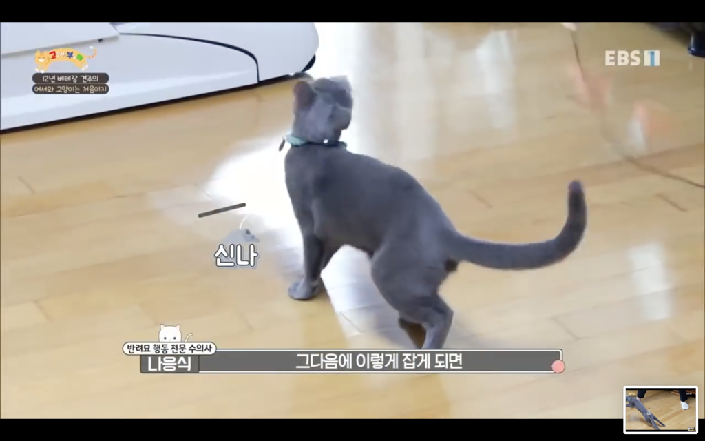 [고양이를부탁해] 고양이도 놀아줘야 할까? | 인스티즈