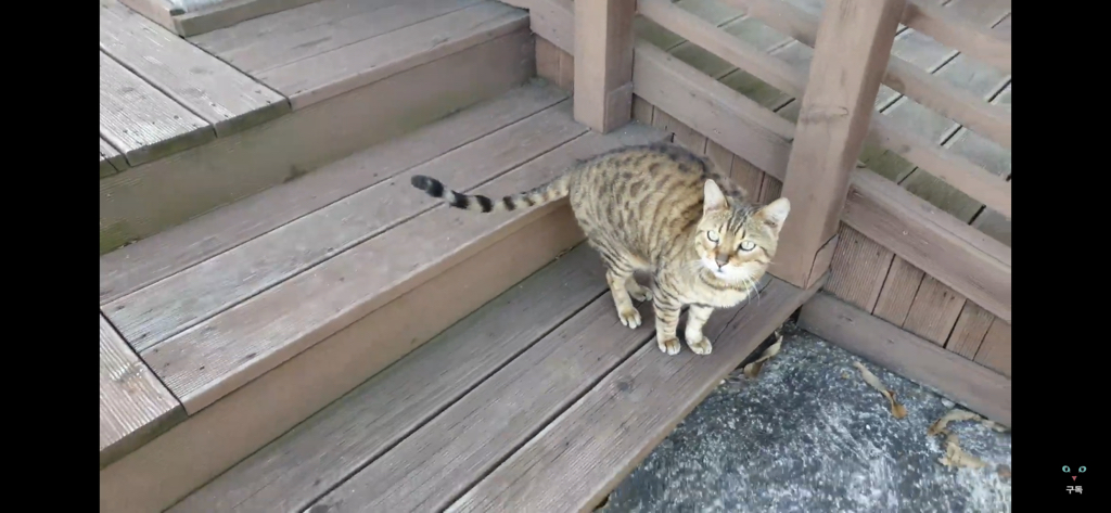 간식 먹기 전이랑 후가 너무 다른 고양이.. 냥성ㄷㄷㄷ | 인스티즈