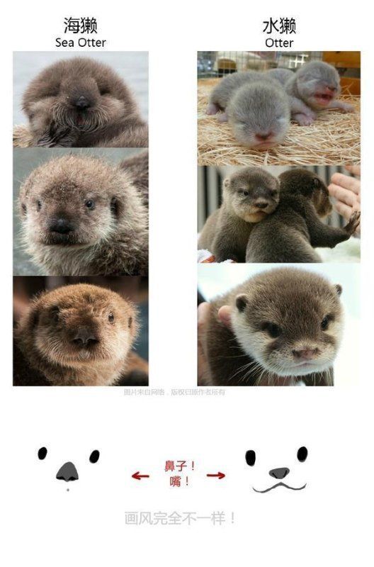 수달과 해달 구분법.jpg | 인스티즈