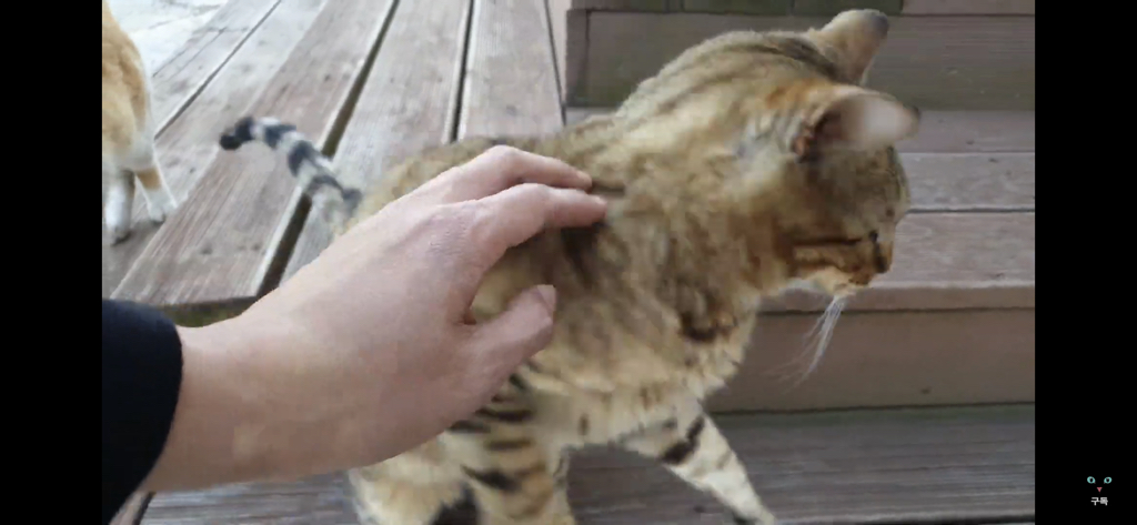 간식 먹기 전이랑 후가 너무 다른 고양이.. 냥성ㄷㄷㄷ | 인스티즈