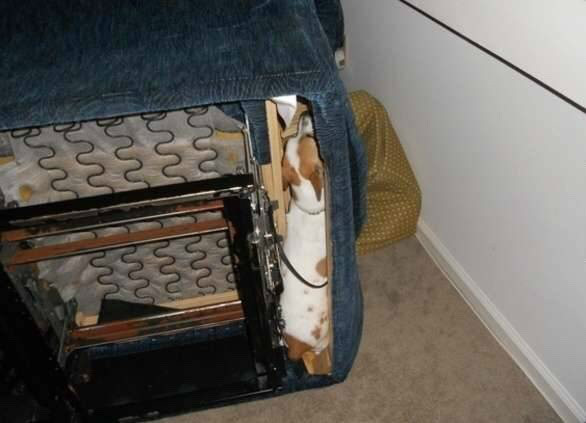 숨바꼭질 하는 댕댕이들.jpg | 인스티즈