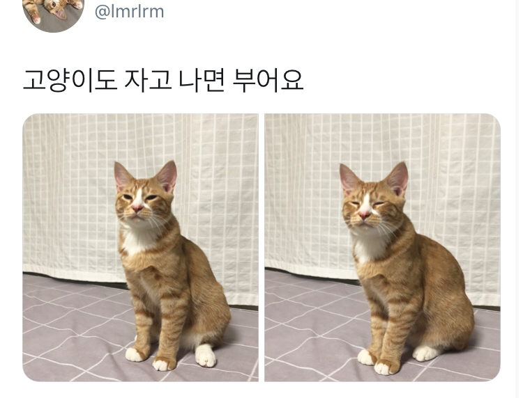 자다 일어난 고양이 | 인스티즈