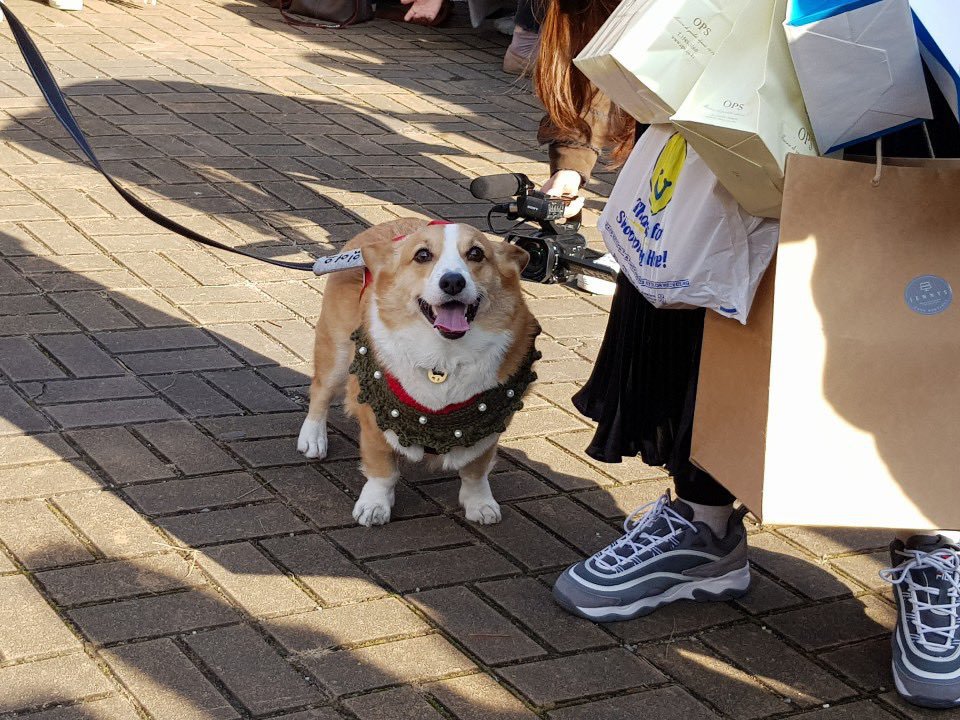 부산에서 팬미팅 한 강아지 | 인스티즈