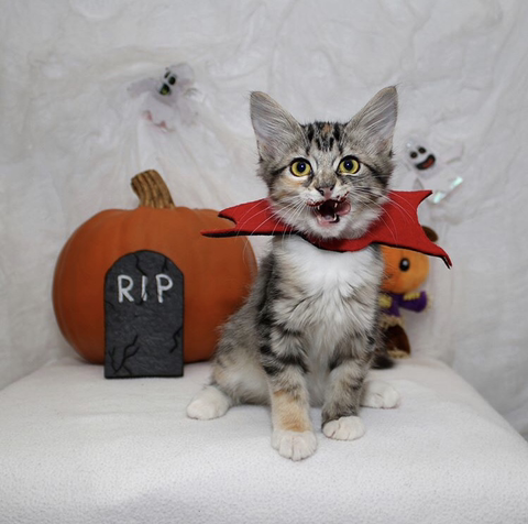 할로윈 코스튬 한 야옹이들 | 인스티즈