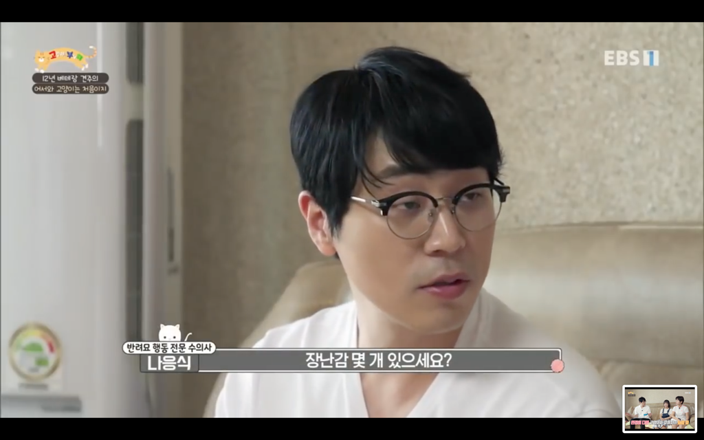 [고양이를부탁해] 고양이도 놀아줘야 할까? | 인스티즈