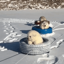 조기교육 받는 썰매견들 | 인스티즈