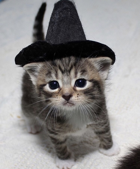 할로윈 코스튬 한 야옹이들 | 인스티즈