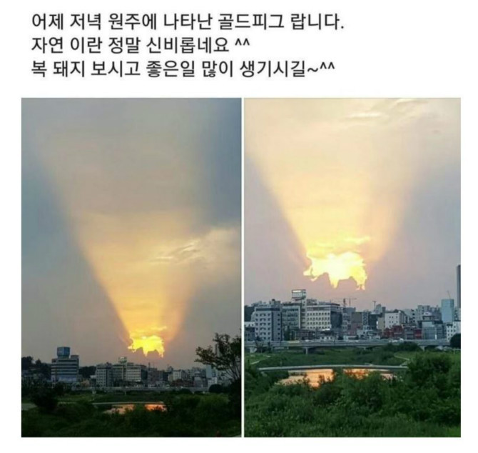 원주시 하늘에 나타난 황금돼지.jpg | 인스티즈