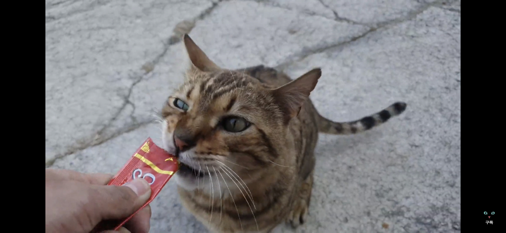 간식 먹기 전이랑 후가 너무 다른 고양이.. 냥성ㄷㄷㄷ | 인스티즈