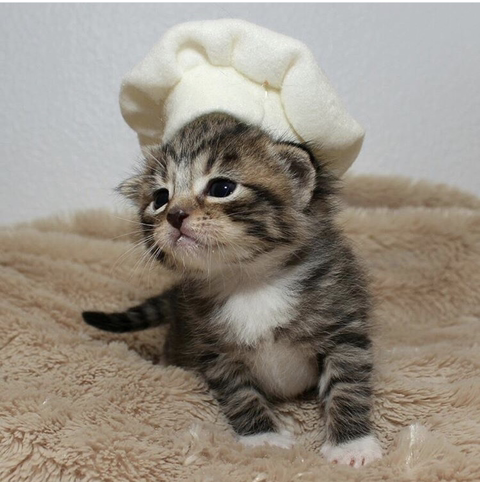 할로윈 코스튬 한 야옹이들 | 인스티즈