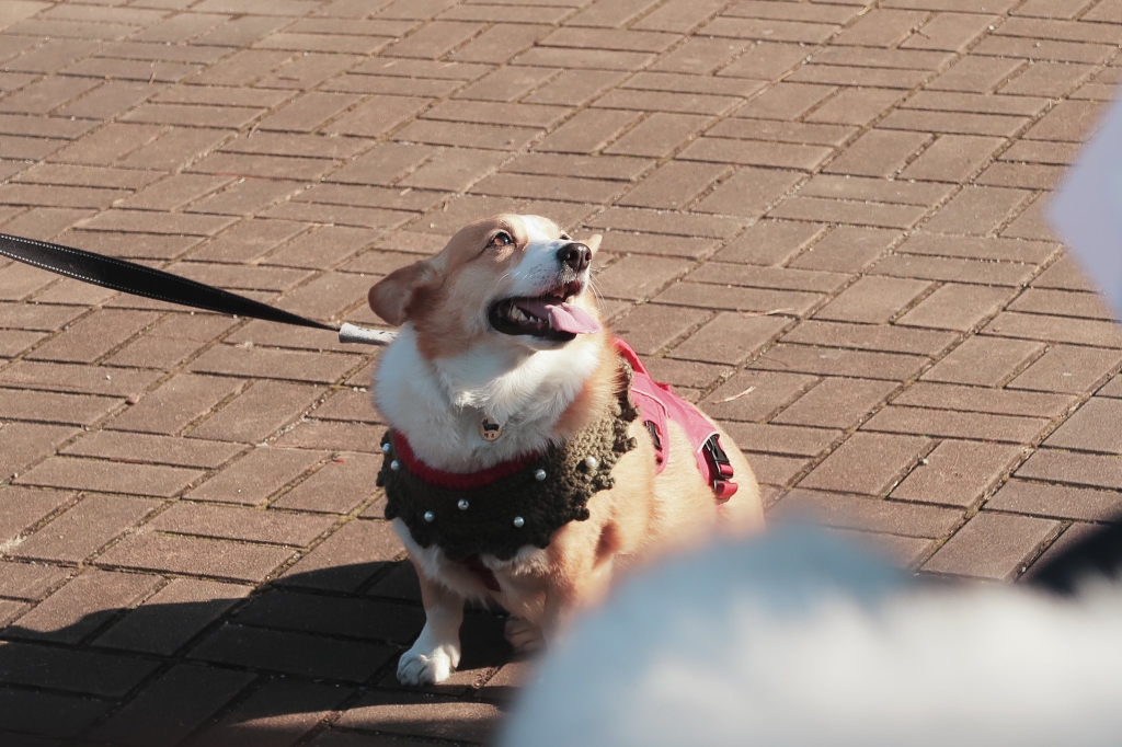 부산에서 팬미팅 한 강아지 | 인스티즈