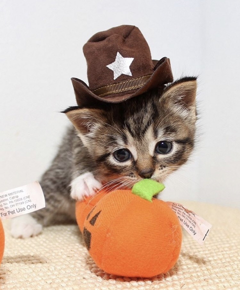 할로윈 코스튬 한 야옹이들 | 인스티즈