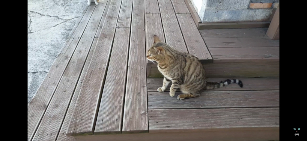 간식 먹기 전이랑 후가 너무 다른 고양이.. 냥성ㄷㄷㄷ | 인스티즈