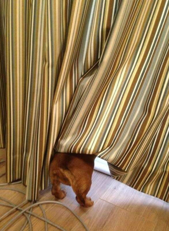 숨바꼭질 하는 댕댕이들.jpg | 인스티즈