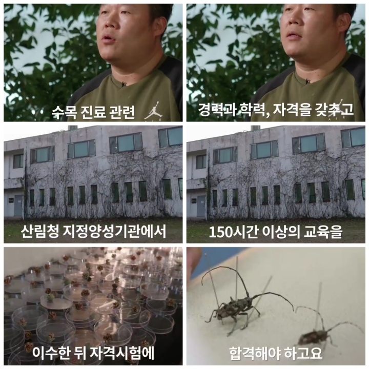 [어떤일하세요?] 나무의사 | 인스티즈