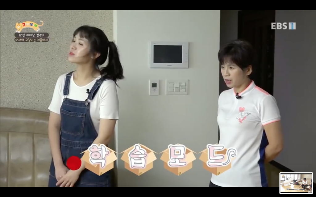 [고양이를부탁해] 고양이도 놀아줘야 할까? | 인스티즈