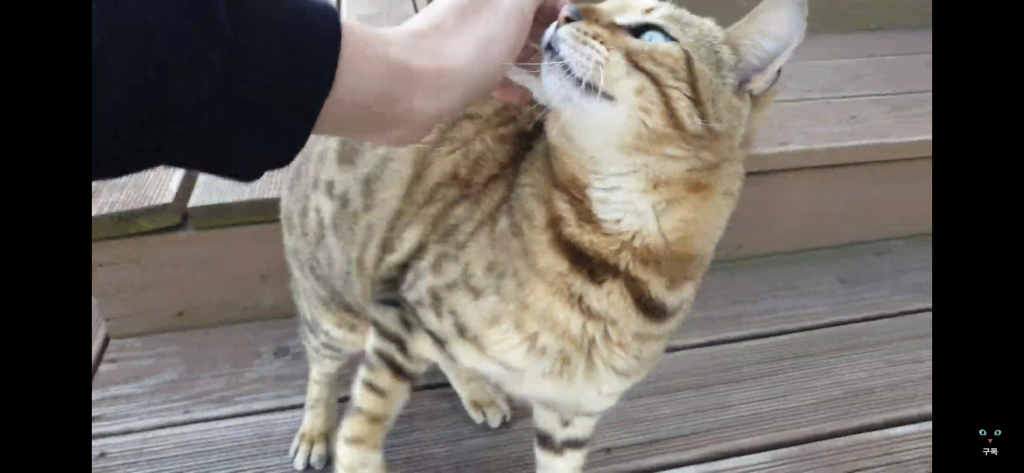 간식 먹기 전이랑 후가 너무 다른 고양이.. 냥성ㄷㄷㄷ | 인스티즈