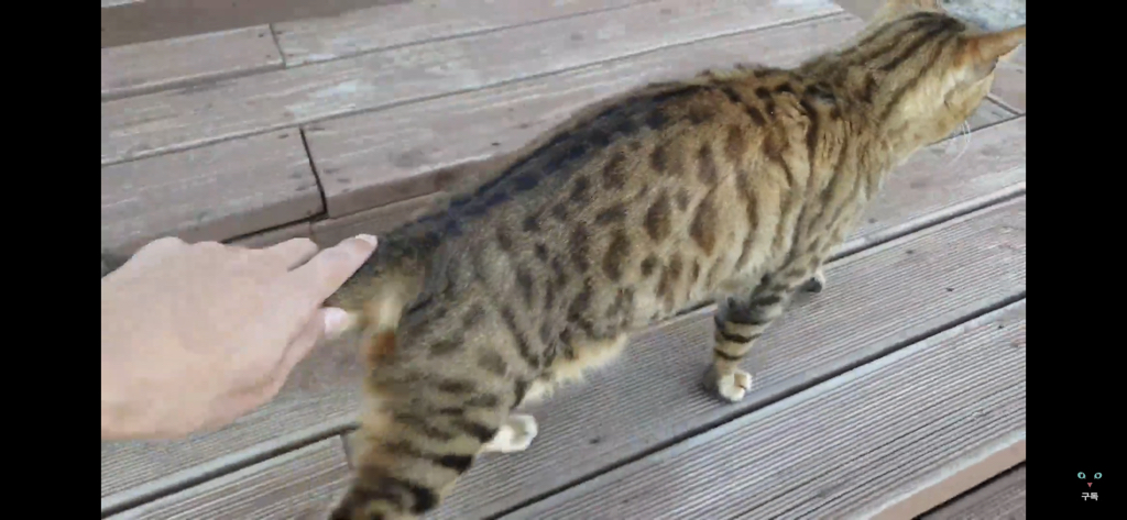 간식 먹기 전이랑 후가 너무 다른 고양이.. 냥성ㄷㄷㄷ | 인스티즈