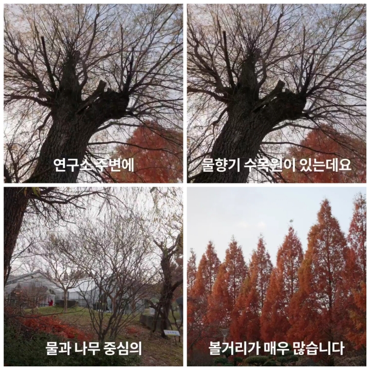 [어떤일하세요?] 나무의사 | 인스티즈