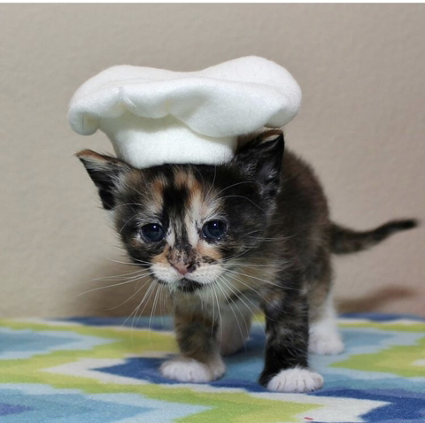 할로윈 코스튬 한 야옹이들 | 인스티즈